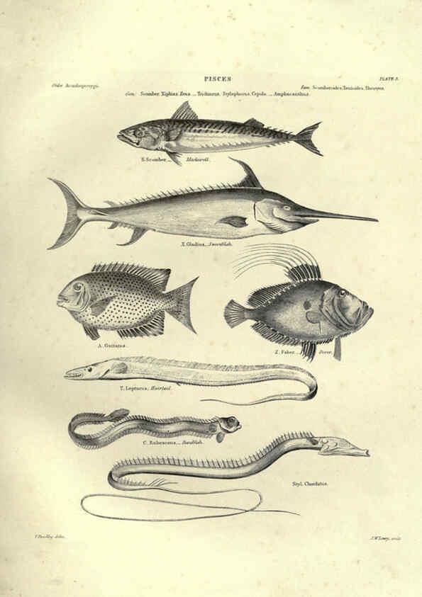 Reproducción/Reproduction 6052793755: Illustrations of zoology Glasgow,John Joseph Griffin and Co.,;1851