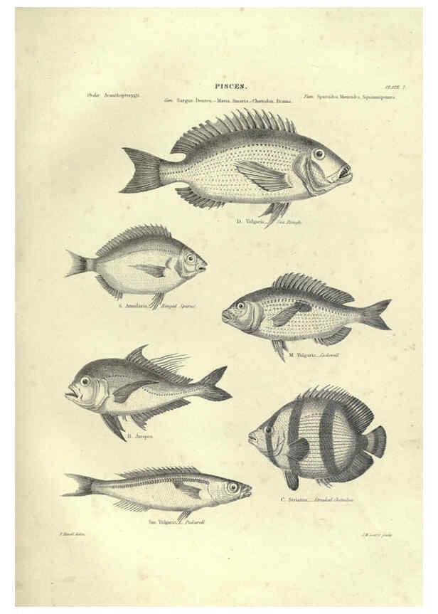 Reproducción/Reproduction 6052793527: Illustrations of zoology Glasgow,John Joseph Griffin and Co.,;1851