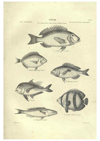 Reproducción/Reproduction 6052793527: Illustrations of zoology Glasgow,John Joseph Griffin and Co.,;1851
