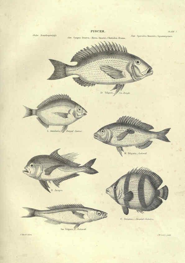 Reproducción/Reproduction 6052793527: Illustrations of zoology Glasgow,John Joseph Griffin and Co.,;1851