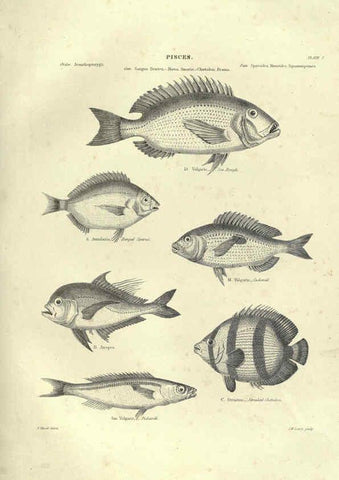 Reproducción/Reproduction 6052793527: Illustrations of zoology Glasgow,John Joseph Griffin and Co.,;1851