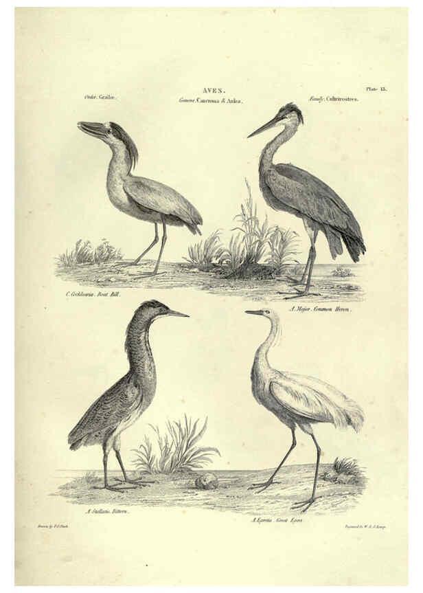 Reproducción/Reproduction 6052788947: Illustrations of zoology Glasgow,John Joseph Griffin and Co.,;1851