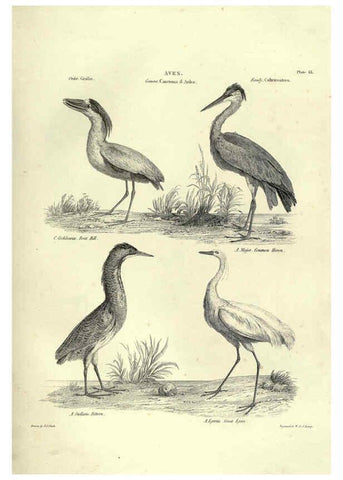Reproducción/Reproduction 6052788947: Illustrations of zoology Glasgow,John Joseph Griffin and Co.,;1851