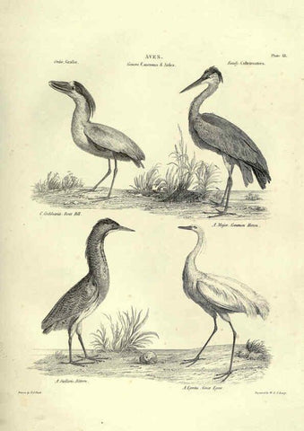 Reproducción/Reproduction 6052788947: Illustrations of zoology Glasgow,John Joseph Griffin and Co.,;1851