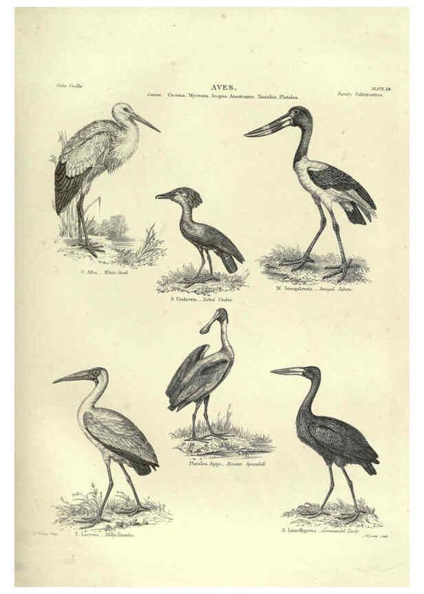 Reproducción/Reproduction 6053339176: Illustrations of zoology Glasgow,John Joseph Griffin and Co.,;1851