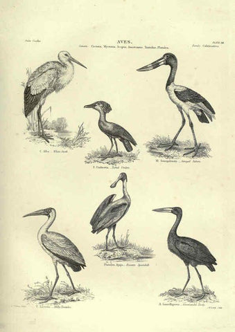 Reproducción/Reproduction 6053339176: Illustrations of zoology Glasgow,John Joseph Griffin and Co.,;1851