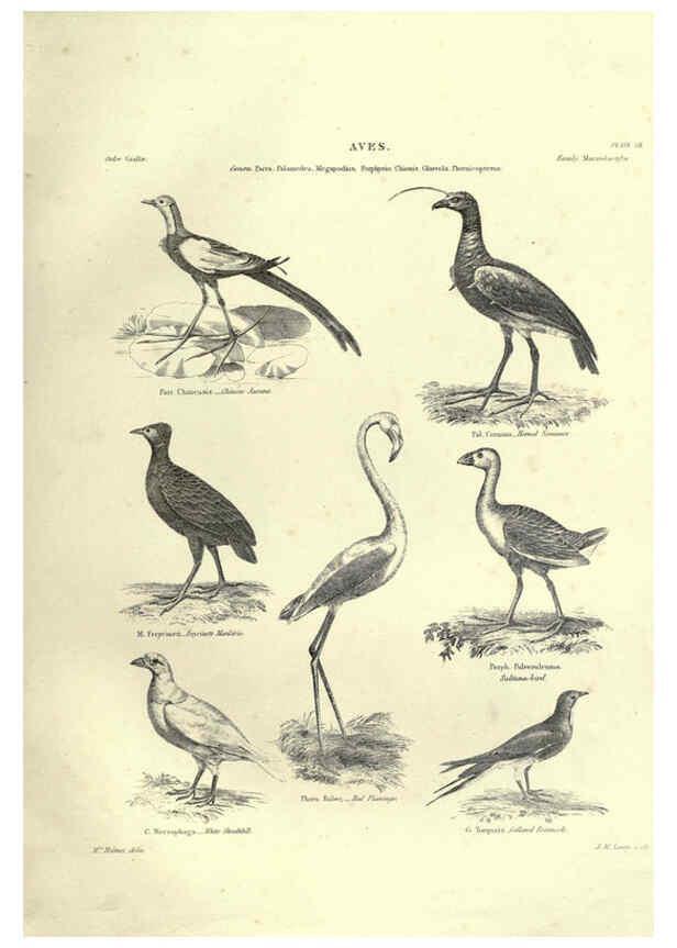 Reproducción/Reproduction 6053339408: Illustrations of zoology Glasgow,John Joseph Griffin and Co.,;1851
