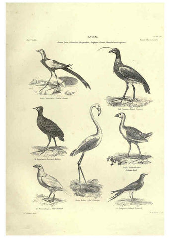 Reproducción/Reproduction 6053339408: Illustrations of zoology Glasgow,John Joseph Griffin and Co.,;1851