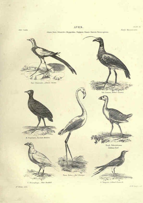 Reproducción/Reproduction 6053339408: Illustrations of zoology Glasgow,John Joseph Griffin and Co.,;1851
