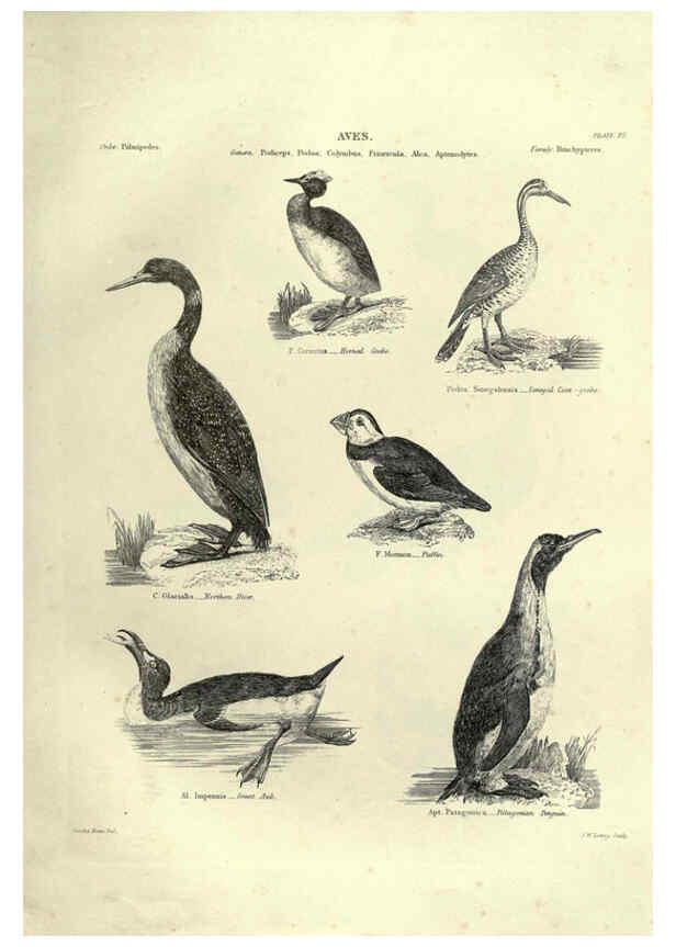 Reproducción/Reproduction 6052789673: Illustrations of zoology Glasgow,John Joseph Griffin and Co.,;1851
