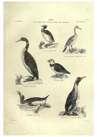 Reproducción/Reproduction 6052789673: Illustrations of zoology Glasgow,John Joseph Griffin and Co.,;1851