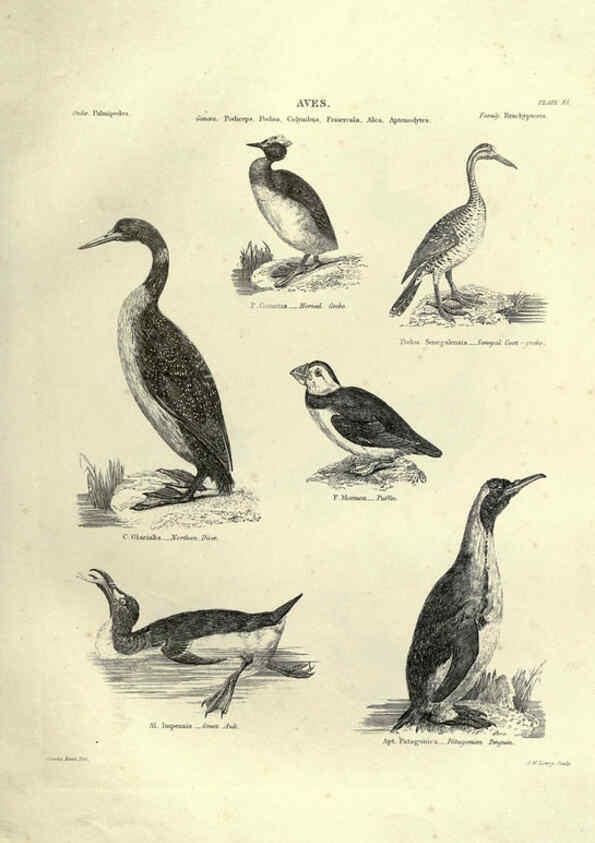 Reproducción/Reproduction 6052789673: Illustrations of zoology Glasgow,John Joseph Griffin and Co.,;1851