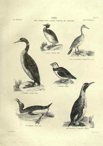 Reproducción/Reproduction 6052789673: Illustrations of zoology Glasgow,John Joseph Griffin and Co.,;1851