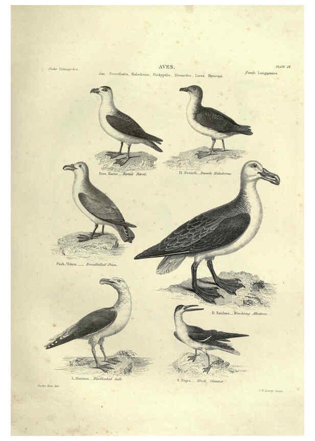 Reproducción/Reproduction 6053339992: Illustrations of zoology Glasgow,John Joseph Griffin and Co.,;1851