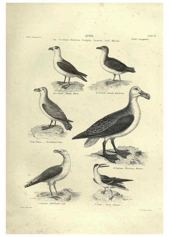 Reproducción/Reproduction 6053339992: Illustrations of zoology Glasgow,John Joseph Griffin and Co.,;1851