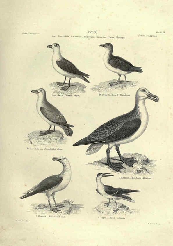 Reproducción/Reproduction 6053339992: Illustrations of zoology Glasgow,John Joseph Griffin and Co.,;1851