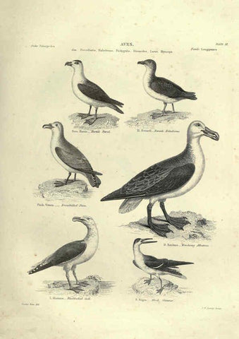Reproducción/Reproduction 6053339992: Illustrations of zoology Glasgow,John Joseph Griffin and Co.,;1851