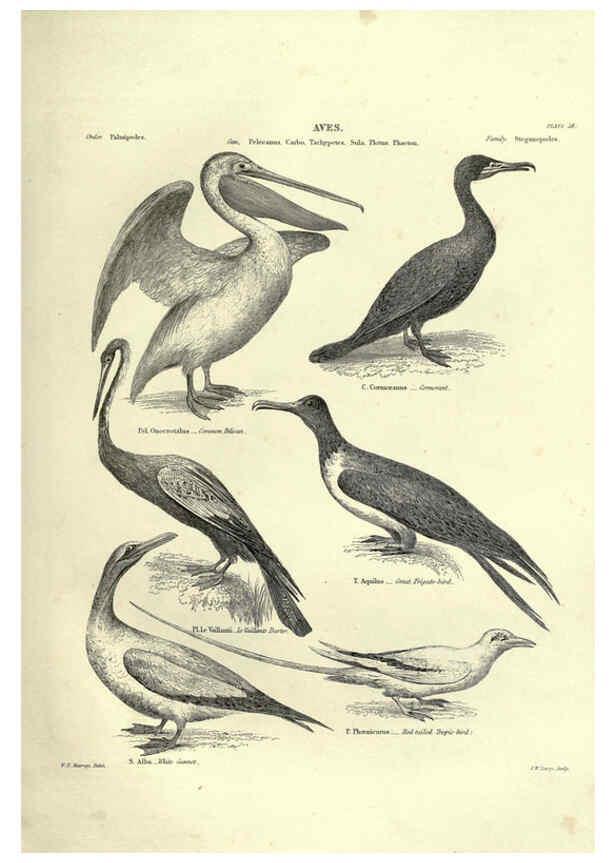 Reproducción/Reproduction 6052790451: Illustrations of zoology Glasgow,John Joseph Griffin and Co.,;1851