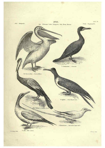 Reproducción/Reproduction 6052790451: Illustrations of zoology Glasgow,John Joseph Griffin and Co.,;1851