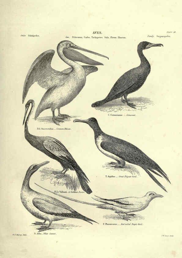 Reproducción/Reproduction 6052790451: Illustrations of zoology Glasgow,John Joseph Griffin and Co.,;1851