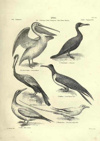 Reproducción/Reproduction 6052790451: Illustrations of zoology Glasgow,John Joseph Griffin and Co.,;1851