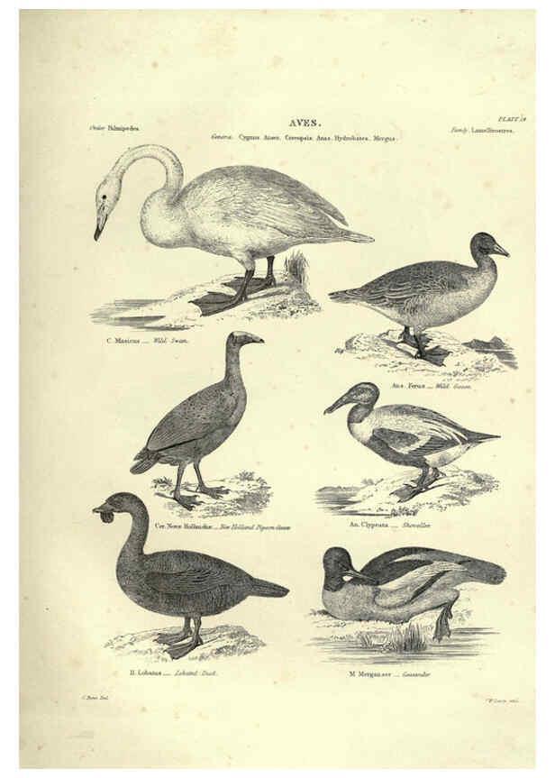 Reproducción/Reproduction 6052790755: Illustrations of zoology Glasgow,John Joseph Griffin and Co.,;1851