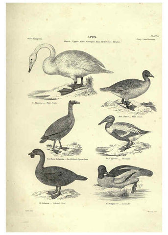 Reproducción/Reproduction 6052790755: Illustrations of zoology Glasgow,John Joseph Griffin and Co.,;1851