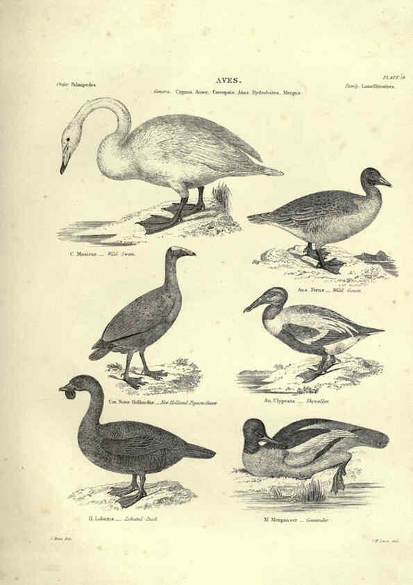 Reproducción/Reproduction 6052790755: Illustrations of zoology Glasgow,John Joseph Griffin and Co.,;1851