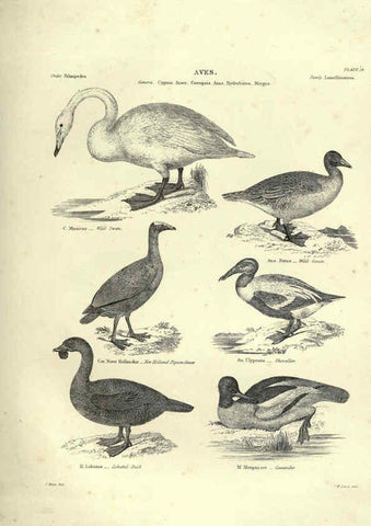 Reproducción/Reproduction 6052790755: Illustrations of zoology Glasgow,John Joseph Griffin and Co.,;1851