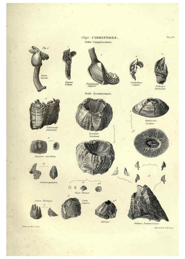 Reproducción/Reproduction 6052798281: Illustrations of zoology Glasgow,John Joseph Griffin and Co.,;1851