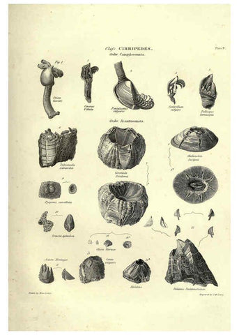 Reproducción/Reproduction 6052798281: Illustrations of zoology Glasgow,John Joseph Griffin and Co.,;1851