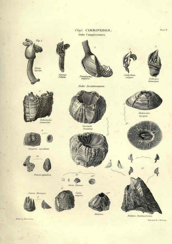 Reproducción/Reproduction 6052798281: Illustrations of zoology Glasgow,John Joseph Griffin and Co.,;1851