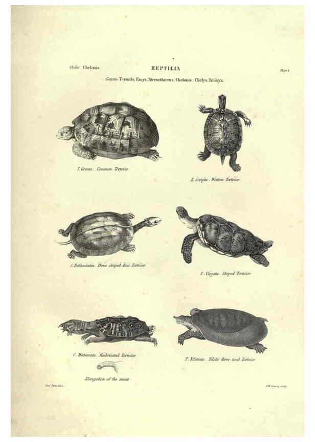 Reproducción/Reproduction 6053341024: Illustrations of zoology Glasgow,John Joseph Griffin and Co.,;1851