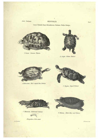 Reproducción/Reproduction 6053341024: Illustrations of zoology Glasgow,John Joseph Griffin and Co.,;1851