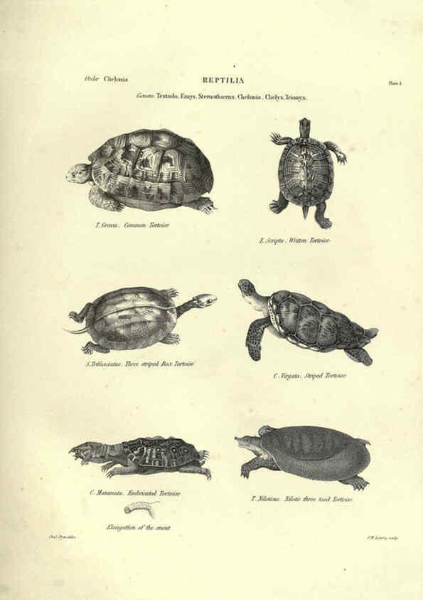 Reproducción/Reproduction 6053341024: Illustrations of zoology Glasgow,John Joseph Griffin and Co.,;1851