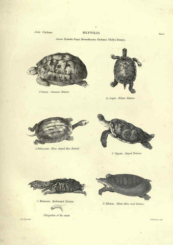 Reproducción/Reproduction 6053341024: Illustrations of zoology Glasgow,John Joseph Griffin and Co.,;1851