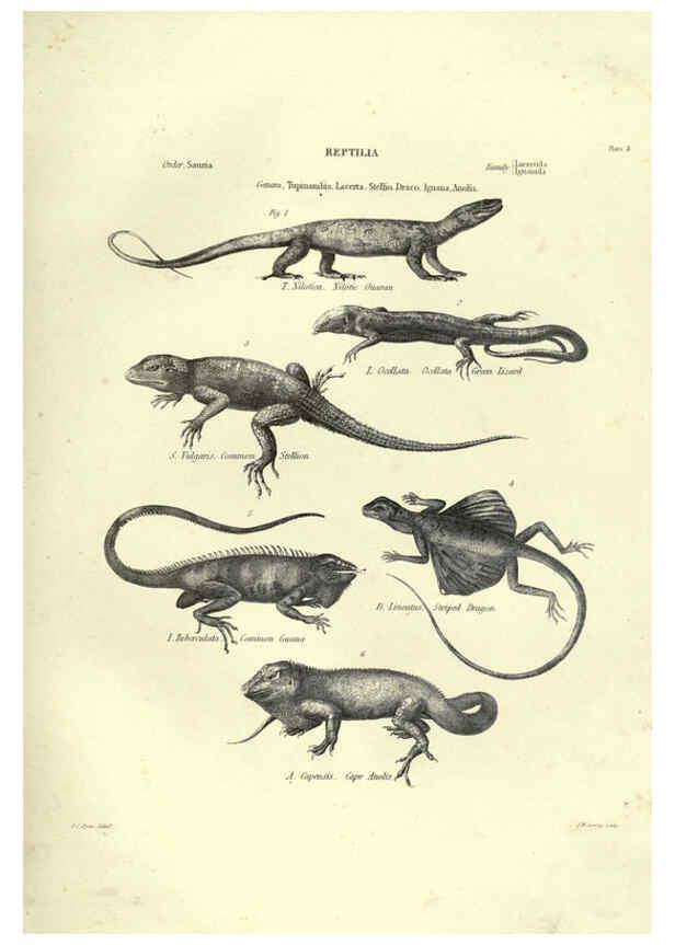 Reproducción/Reproduction 6053341736: Illustrations of zoology Glasgow,John Joseph Griffin and Co.,;1851