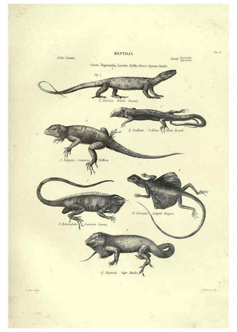 Reproducción/Reproduction 6053341736: Illustrations of zoology Glasgow,John Joseph Griffin and Co.,;1851