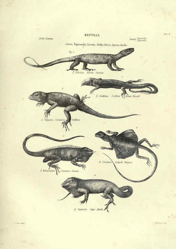 Reproducción/Reproduction 6053341736: Illustrations of zoology Glasgow,John Joseph Griffin and Co.,;1851