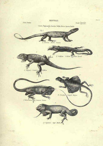 Reproducción/Reproduction 6053341736: Illustrations of zoology Glasgow,John Joseph Griffin and Co.,;1851