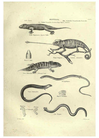 Reproducción/Reproduction 6053341964: Illustrations of zoology Glasgow,John Joseph Griffin and Co.,;1851