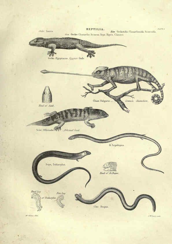 Reproducción/Reproduction 6053341964: Illustrations of zoology Glasgow,John Joseph Griffin and Co.,;1851