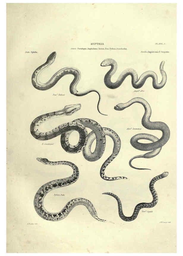 Reproducción/Reproduction 6052792223: Illustrations of zoology Glasgow,John Joseph Griffin and Co.,;1851