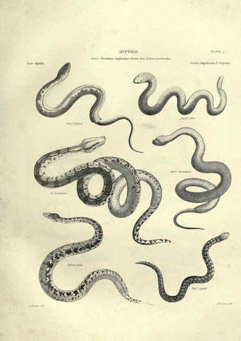 Reproducción/Reproduction 6052792223: Illustrations of zoology Glasgow,John Joseph Griffin and Co.,;1851