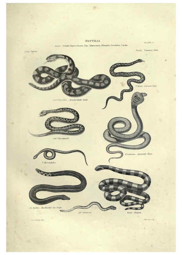 Reproducción/Reproduction 6052792503: Illustrations of zoology Glasgow,John Joseph Griffin and Co.,;1851