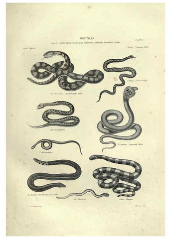 Reproducción/Reproduction 6052792503: Illustrations of zoology Glasgow,John Joseph Griffin and Co.,;1851