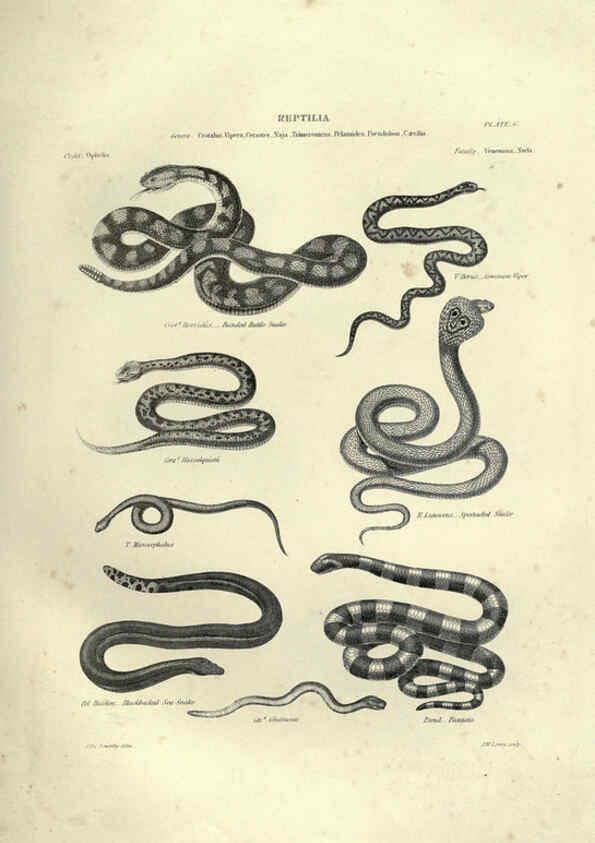 Reproducción/Reproduction 6052792503: Illustrations of zoology Glasgow,John Joseph Griffin and Co.,;1851
