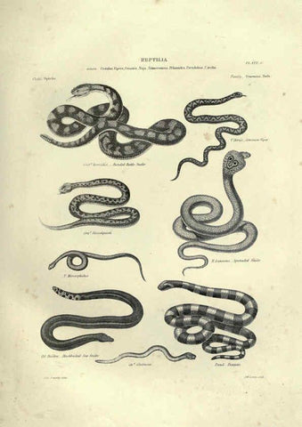 Reproducción/Reproduction 6052792503: Illustrations of zoology Glasgow,John Joseph Griffin and Co.,;1851