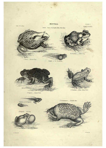 Reproducción/Reproduction 6053342826: Illustrations of zoology Glasgow,John Joseph Griffin and Co.,;1851