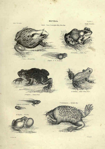 Reproducción/Reproduction 6053342826: Illustrations of zoology Glasgow,John Joseph Griffin and Co.,;1851